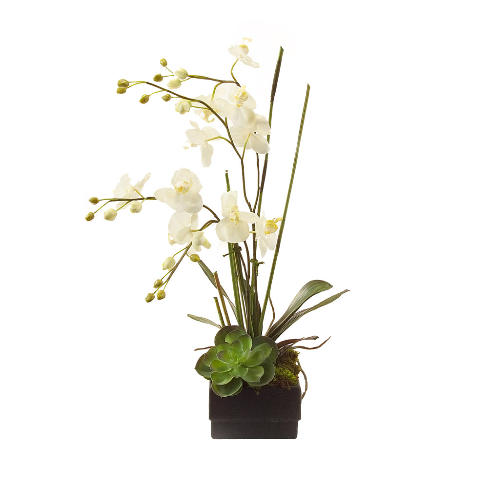 Phalaenopsis Orchid | John-Richard - JRB-2191