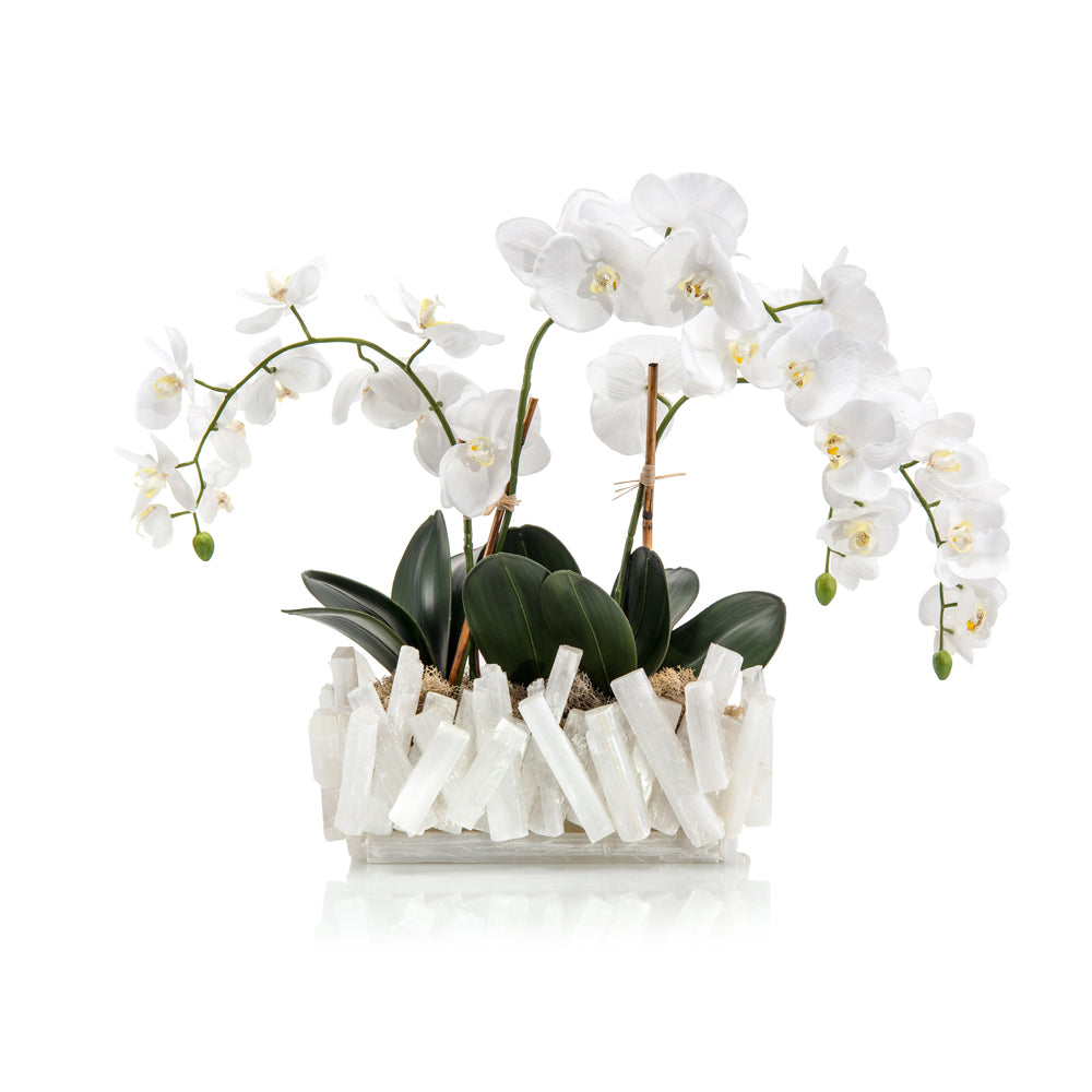Selenite Orchids | John-Richard - JRB-4041