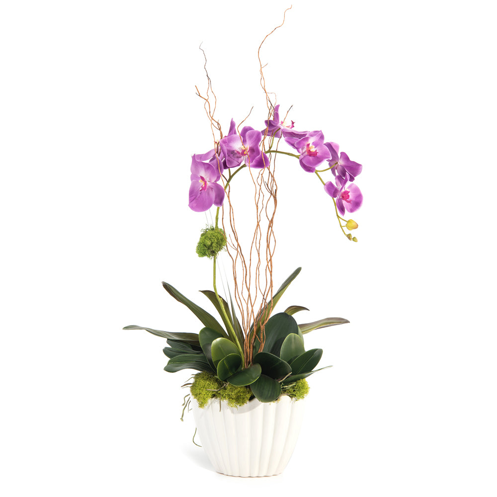 Vibrant Asian Orchid | John-Richard - JRB-4137