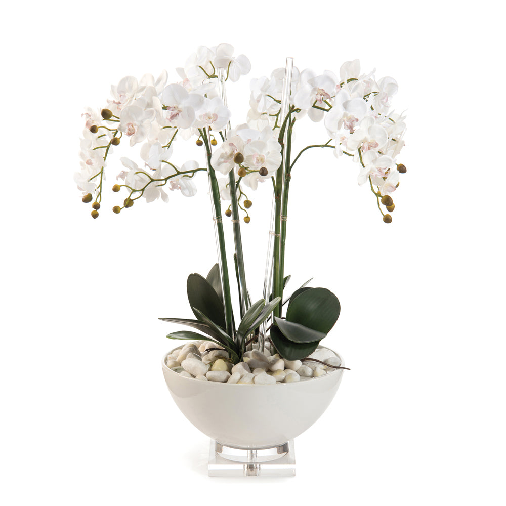 White Orchids | John-Richard - JRB-4265W