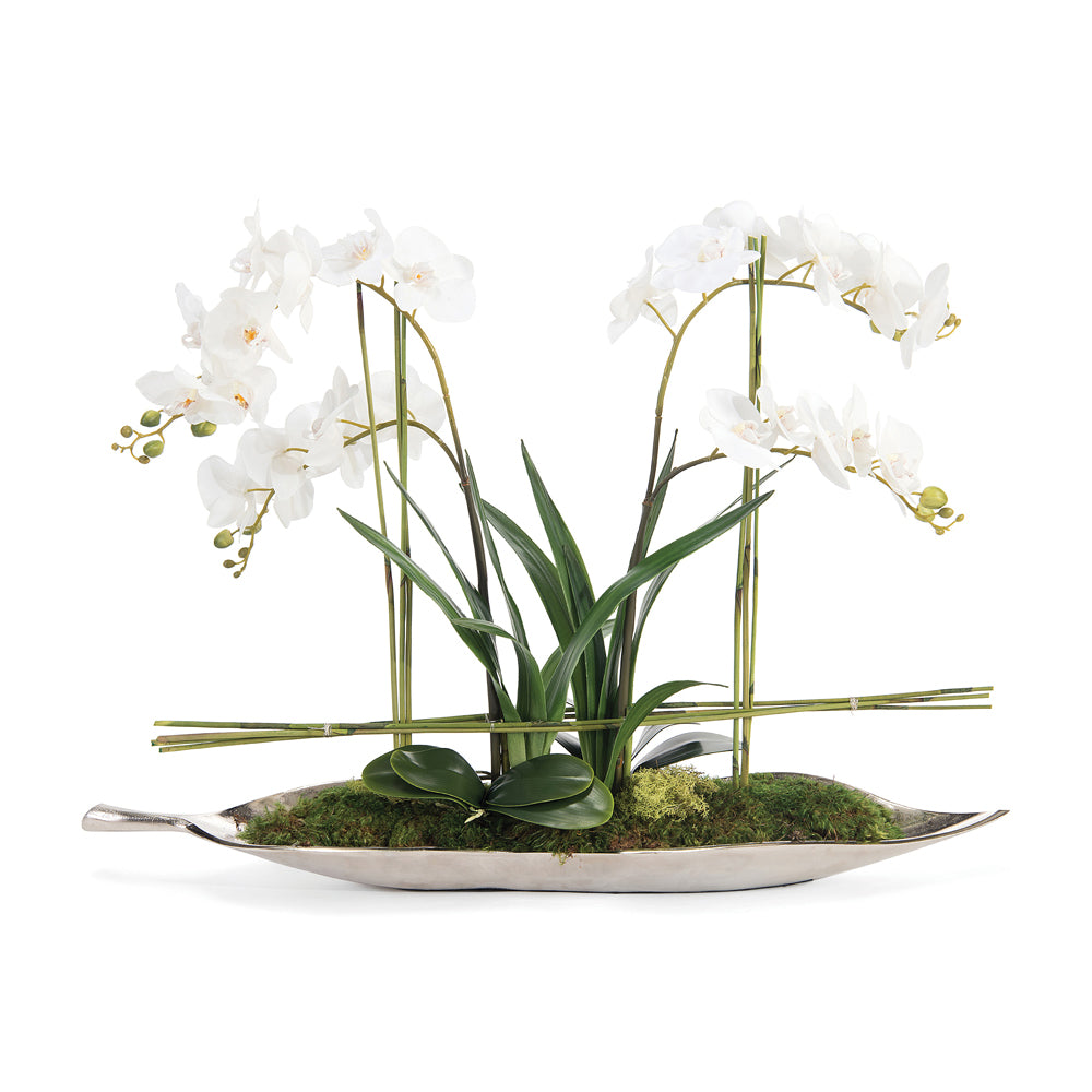 Silver Leaf Orchids | John-Richard - JRB-4316