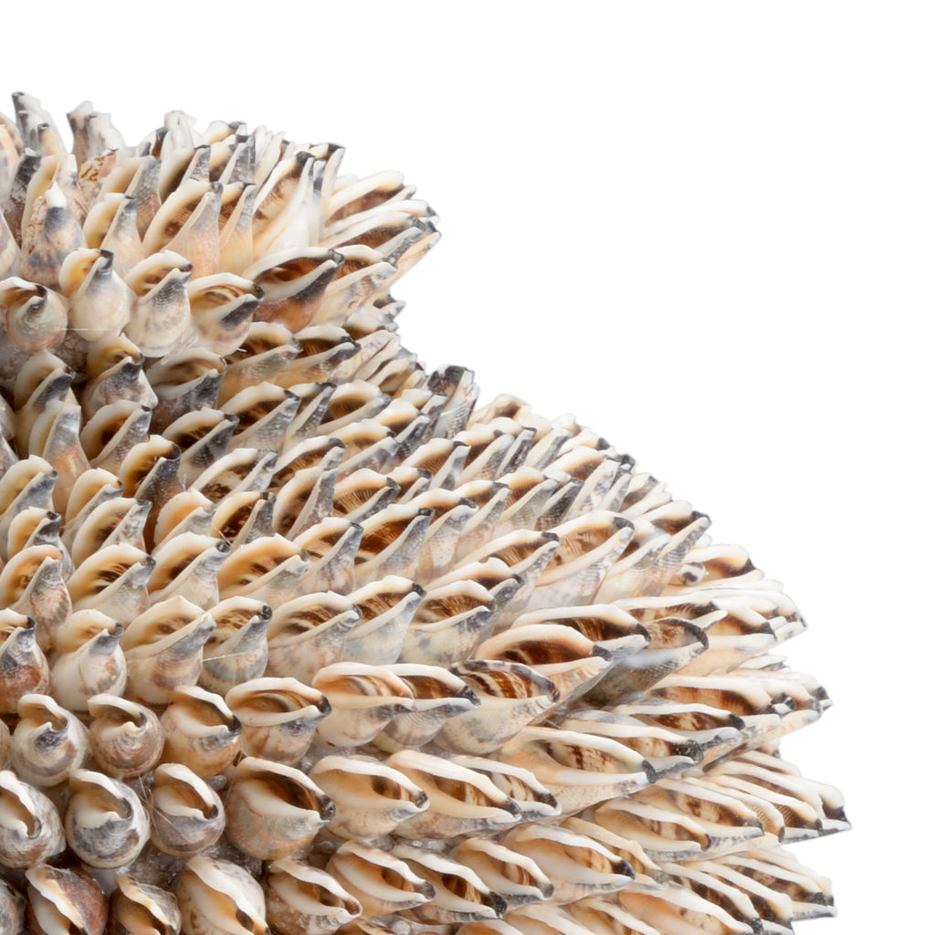 Strombus Shell Vase | Chelsea Lighting - 383954