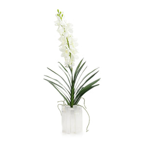 Dendrobium 'N' Selenite | John Richard - JRB-5483W