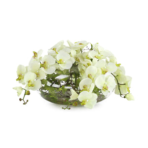 Enchanted Orchids | John Richard - JRB-5594W