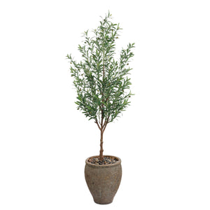 Italian Olive | John Richard - JRB-5613
