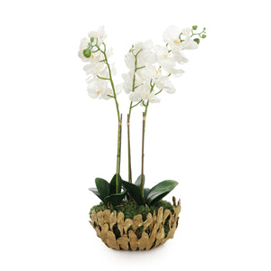 Orchid Elegance | John Richard - JRB-5677
