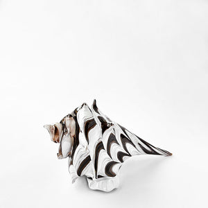 IBIZA Glass Shell | Decorative Crafts - BSV1-DW11