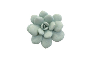 Laui Succulent Wall Art, Sage | Phillips Collection - PH104151