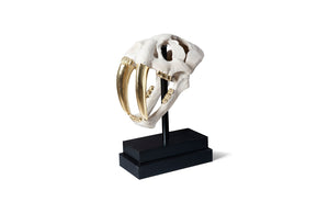 Saber Tooth Tiger Skull, Roman Stone | Phillips Collection - PH56706
