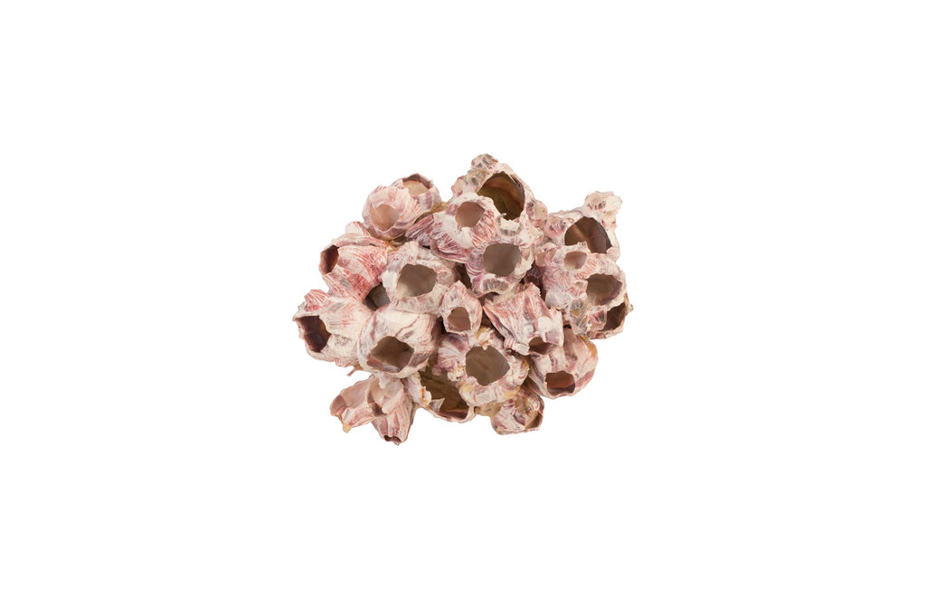 Barnacle Cluster Wall Art, Md | Phillips Collection - PH97076