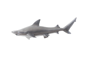 Black Tip Reef Shark, Polished Aluminum | Phillips Collection - PH65284