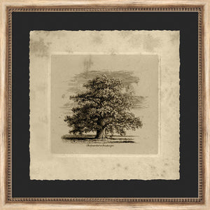 The Great Oak at Panshanger | Wendover - 10770