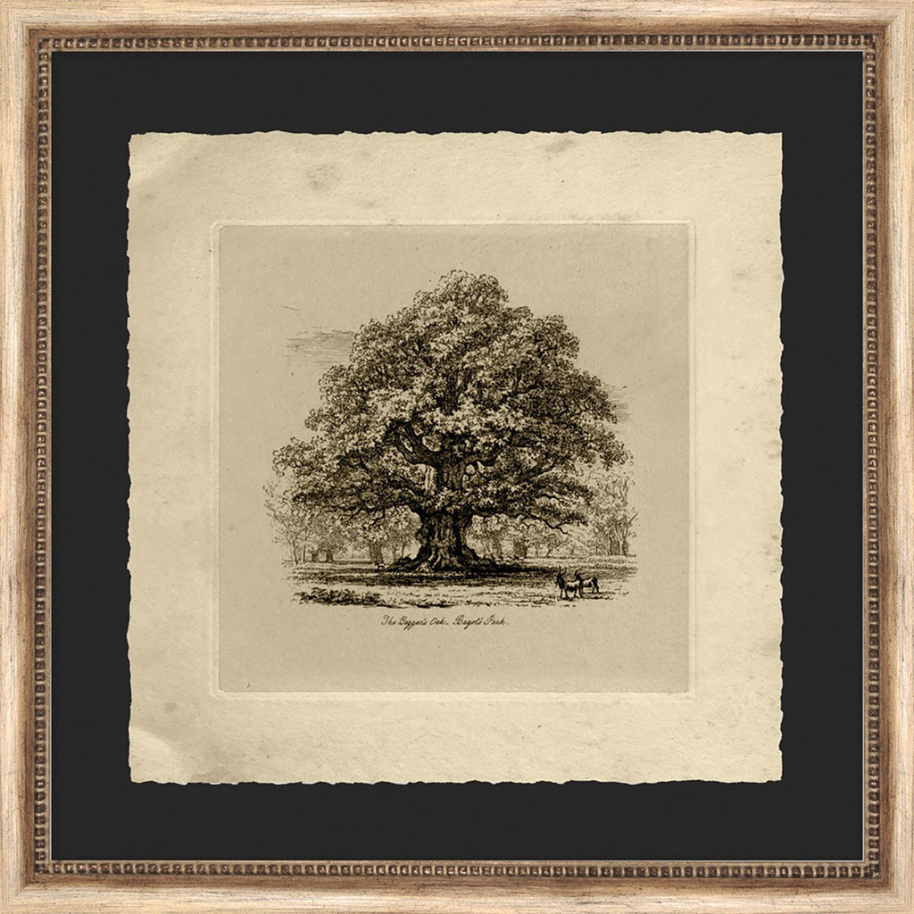 the-beggar's-oak-wendover-10772