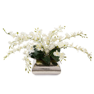 Dendrobium Reflections | John-Richard - JRB-3547