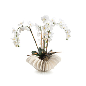 Sea Coral Orchids | John-Richard - JRB-4026