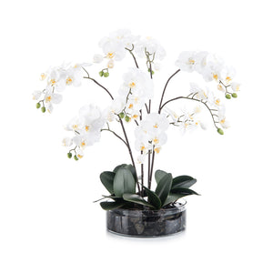 Midnight Phals | John-Richard - JRB-4101W