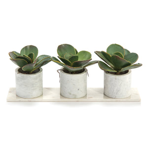 Marble Succulents | John-Richard - JRB-4184W