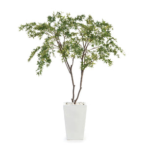 White Maples | John-Richard - JRB-4319