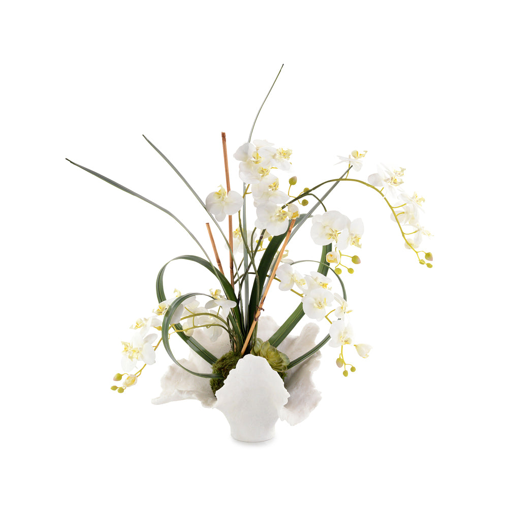 White Orchids | John-Richard - JRB-4445