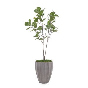 Organic Fig | John-Richard - JRB-4677