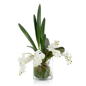 Mossy Orchids | John-Richard - JRB-4851