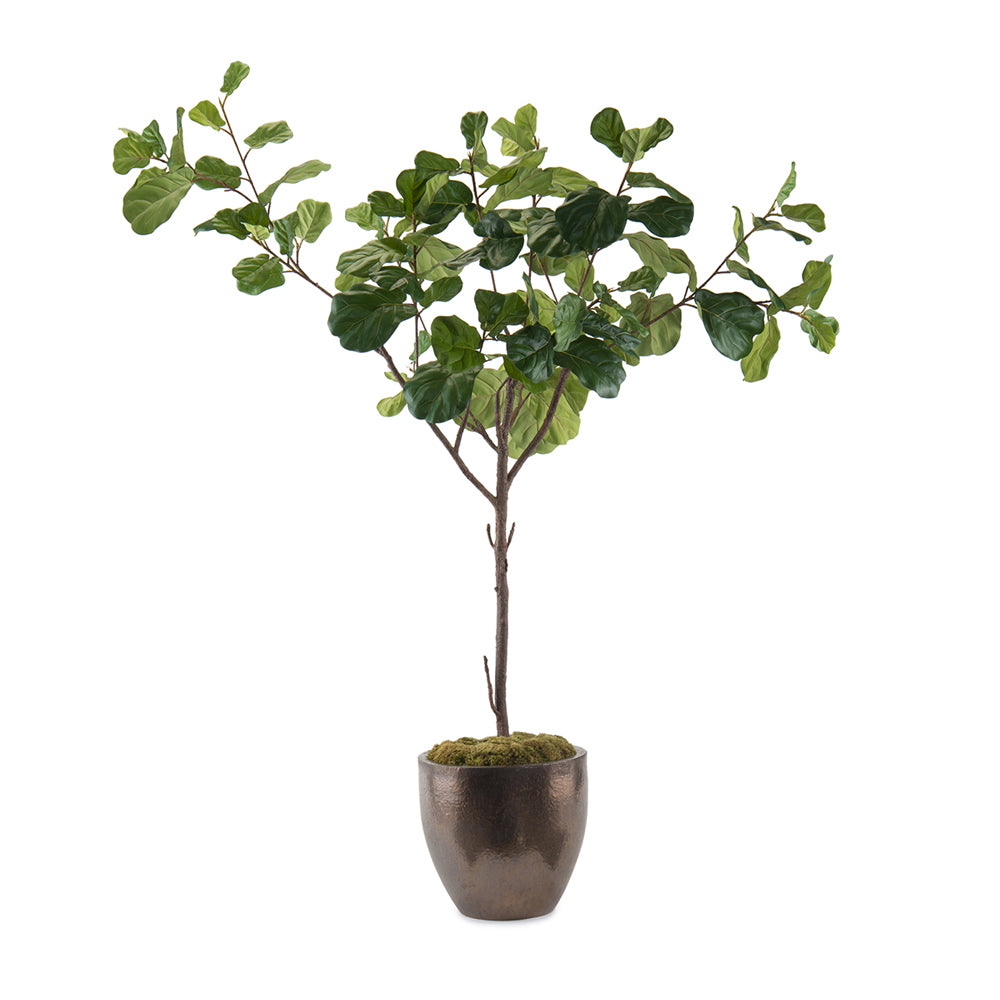 sea grape vs fiddle leaf fig John-Richard Fiddle Leaf Fig A