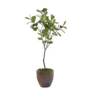 Fiddle Leaf Fig | John-Richard - JRB-5103